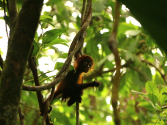 Costa Rica - Spider monkey
