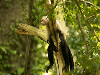 Costa Rica - Capuchin monkey