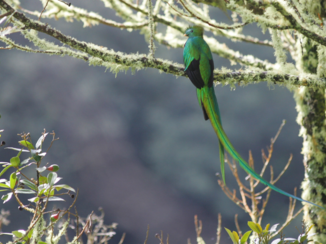 Costa Rica - Quetzal