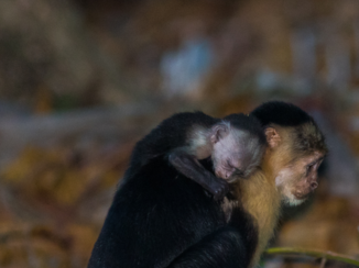 Costa Rica - Mother and child