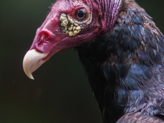 Costa Rica - Aasgier