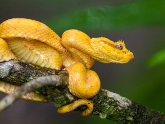Costa Rica - Terrifying beauty