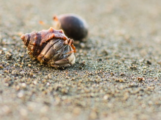 Costa Rica - Even the smallest are appreciated