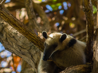 Costa Rica - Sleeping beauty