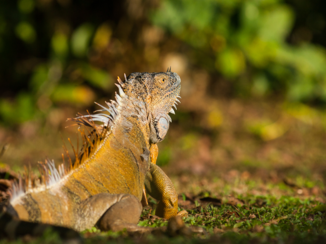 Costa Rica - Iguana