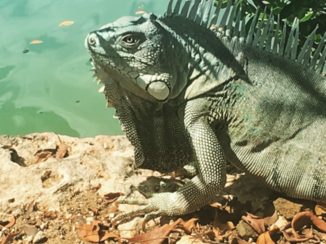 Cuba - Leguaan op Bonaire