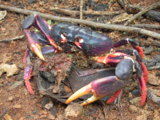 Cuba - Cuba krab met vleermuis