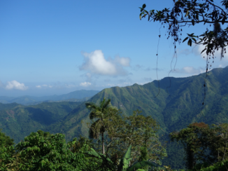 Cuba - Het oerwoud op Cuba