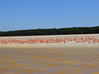 Mexico - U raad het al flamingo's