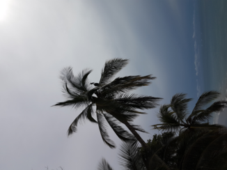 Costa Rica - Pelikaan in boom