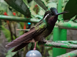 Costa Rica - Kolibrie