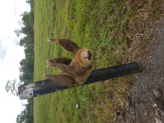 Costa Rica - Luiaard