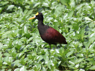 Costa Rica - Torteguero NP