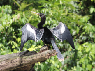 Costa Rica - Torteguero NP