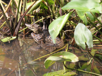 Costa Rica - Torteguero NP