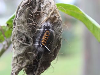 Costa Rica - Vlinder to be