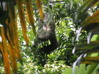 Costa Rica - Luiaard Manuel Antonio NP