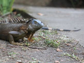 Costa Rica - Torteguero NP