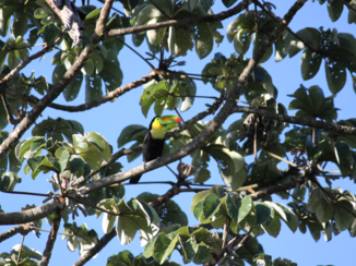 Costa Rica - Toekan in Ricon de la Vieja