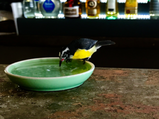 Bonaire - Suikerdiefje