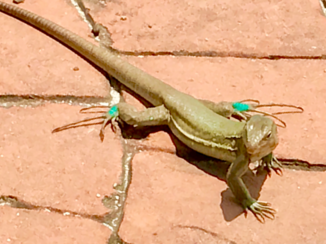 Bonaire - Gezelschap op het terras
