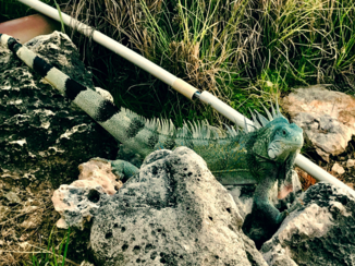 Bonaire - Nog meer gezelschap