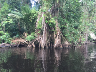 Costa Rica - Black river