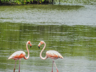 Cuba - Flamingo’s Trinidad