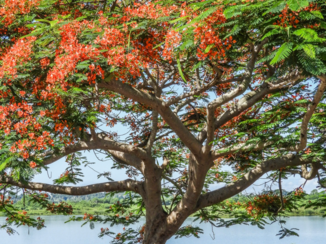 Cuba - Flamboyant tree Cuba