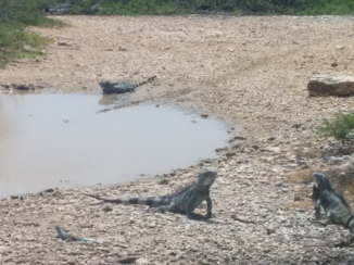 Washington-Slagbaai National Park