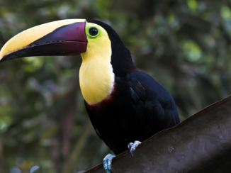 Costa Rica - Toekan in wild