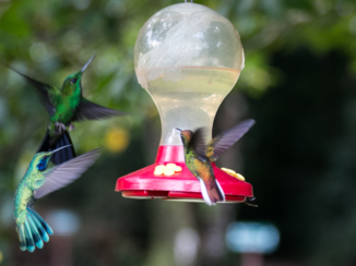 Costa Rica - De vliegensvlugge kolibries zijn lastig te fotograferen...