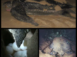 Costa Rica - Schildpadden leggen eieren bij Torteguero!