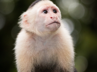 Costa Rica - Kiekeboe!