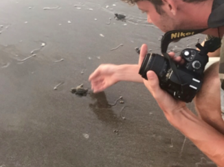 León - Turtle Hatchery