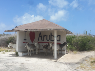 Aruba - Donkey’s