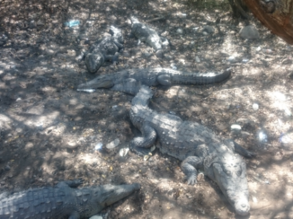 Mexico - Crocodil