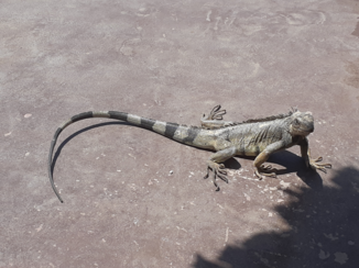 Aruba - bezoeker bij het zwembad