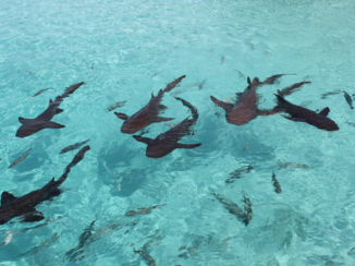 Bahama's