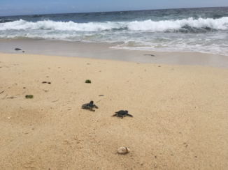 Curaçao - Baby schildpadden op Klein Curaçao