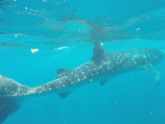 Mexico - Zwemmen met walvishaaien