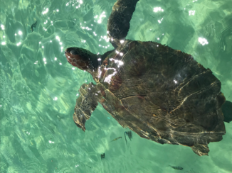 Mexico - Schildpadden bij isla mujeres