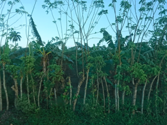 Santo Domingo (Dominicaanse Republiek)