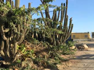 Aruba - Cactus Aruba