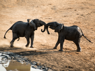 Djoser - Olifanten aan het spelen