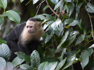Tortuguero National Park