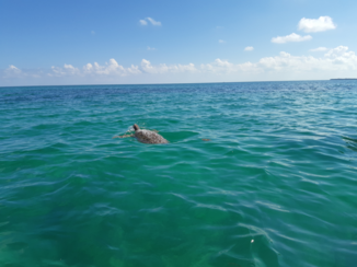 Mexico - Sea turtle sian ka'an