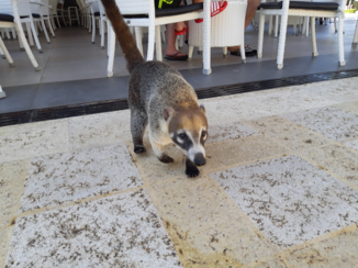 Mexico - Nesubeertje in het hotel