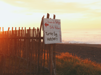Guatemala - Turtle egg hatchery