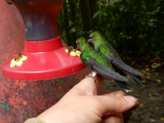 Costa Rica - Kolibrietuin in Selvatura Park